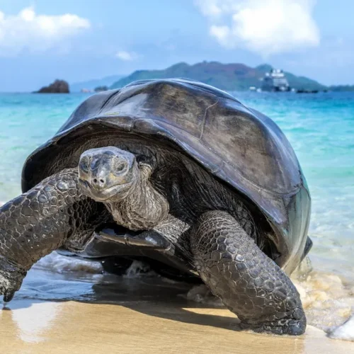 Turtle